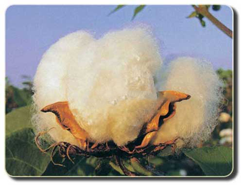 定做工衣的全棉面料面料優缺點